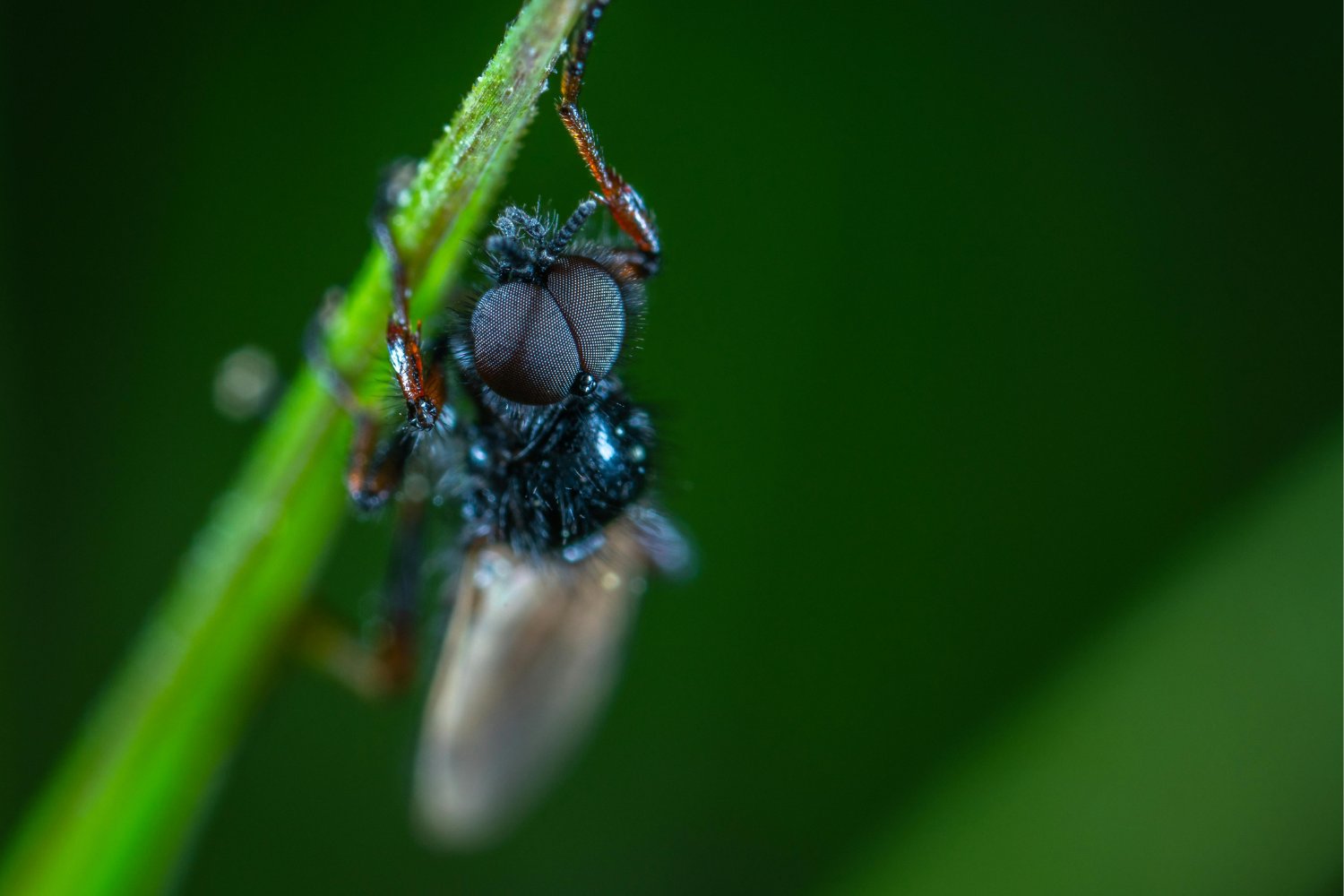 Madrid libra una silenciosa guerra en las aguas del Manzanares