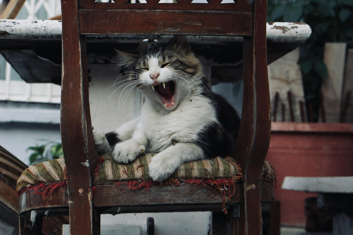 El enigma de los gatos: qué los hace vivir más que los perros, según la ciencia