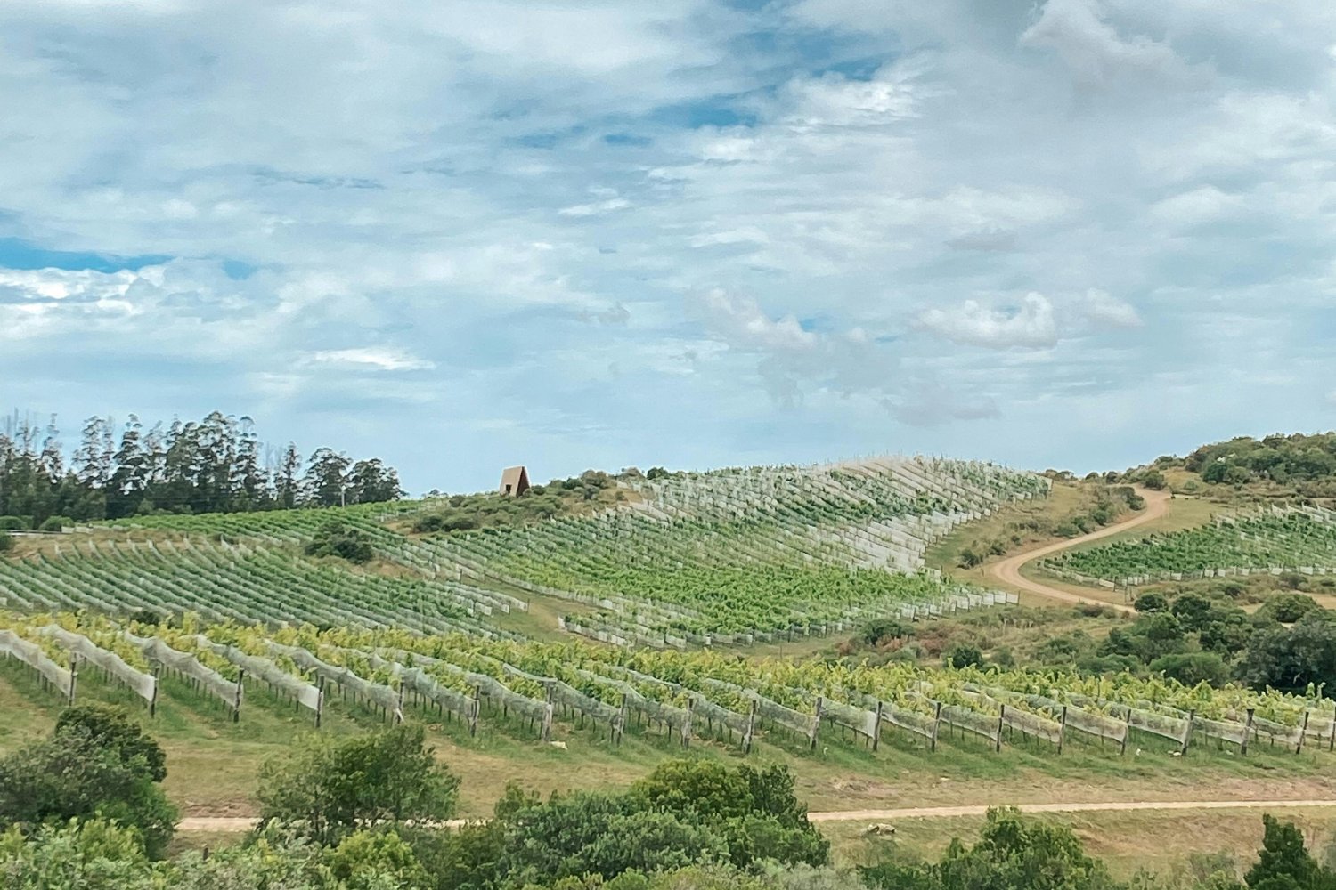 El secreto ancestral que podría salvar los vinos del sur de España