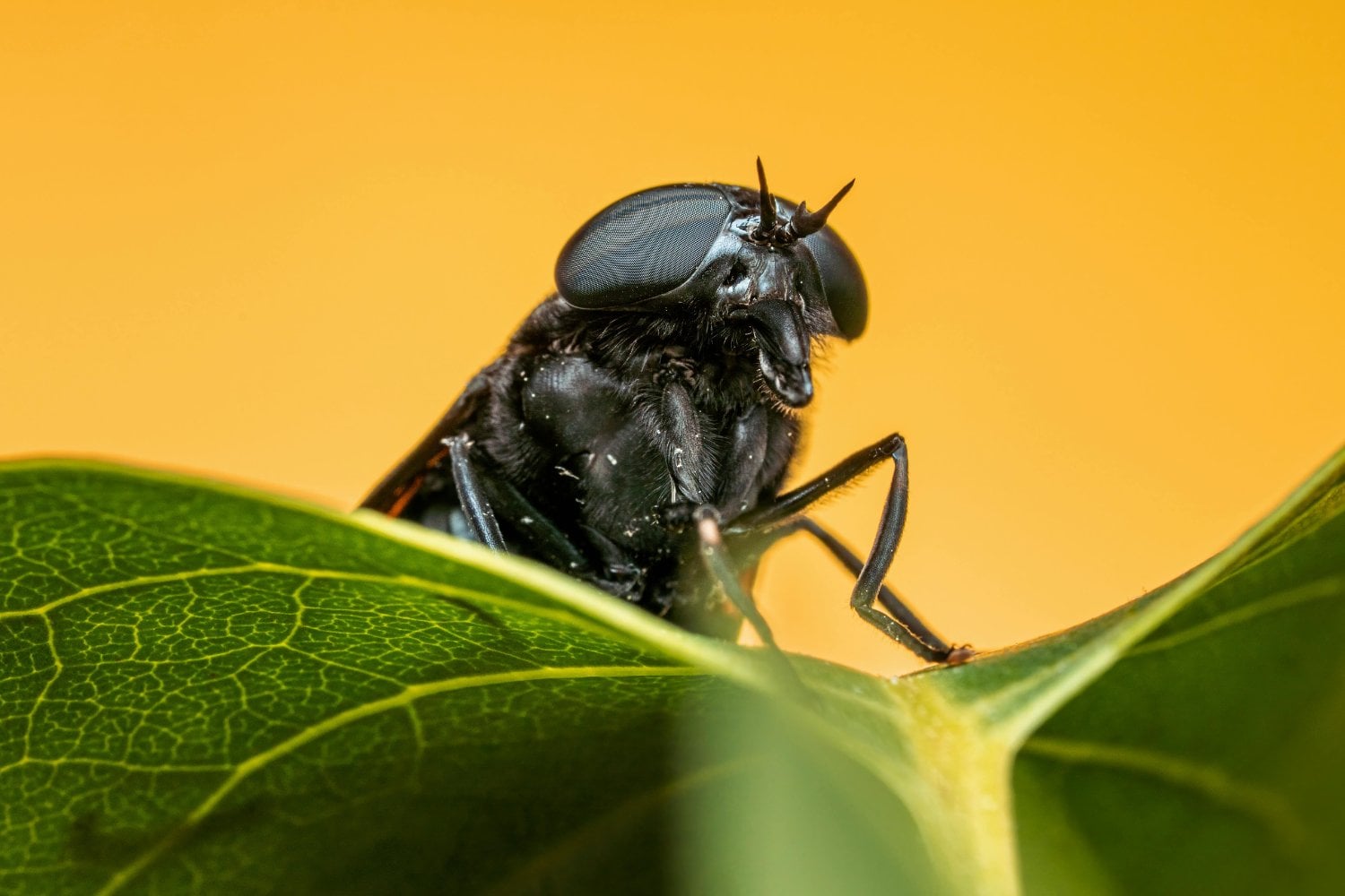 Madrid libra una silenciosa guerra en las aguas del Manzanares