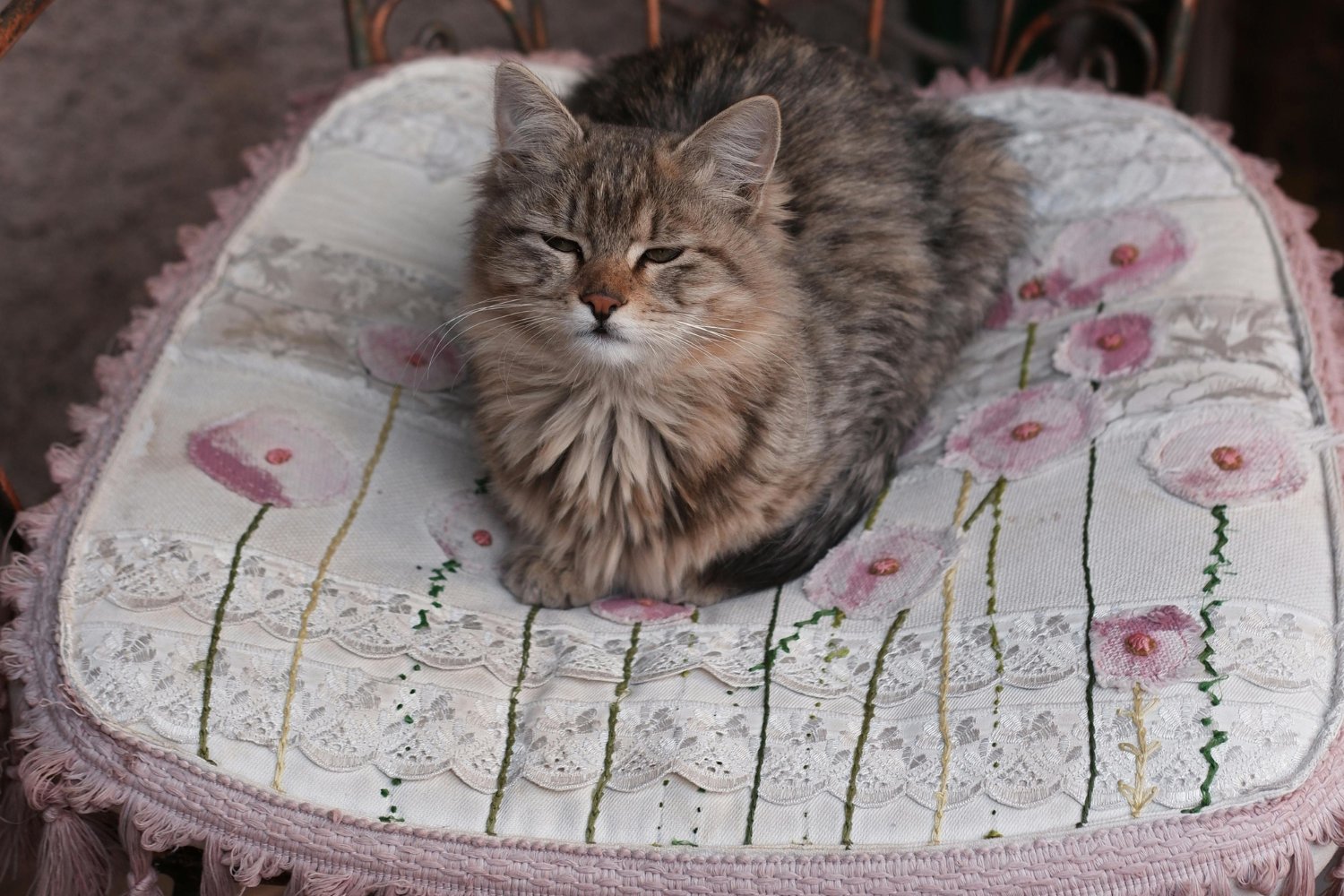 El enigma de los gatos: qué los hace vivir más que los perros, según la ciencia