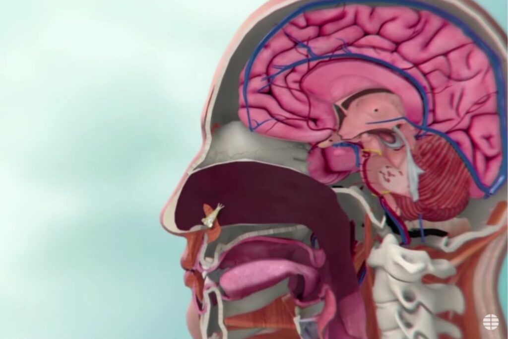 Una amenaza silenciosa avanza con el calor: la misteriosa infección que devora el cerebro humano