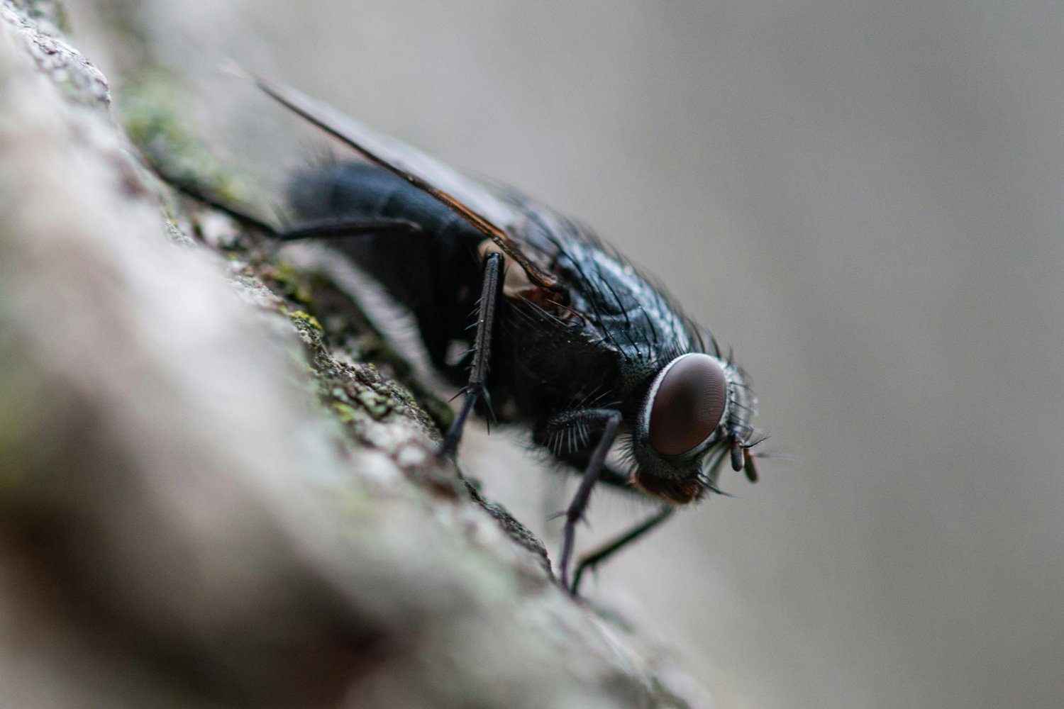 Madrid libra una silenciosa guerra en las aguas del Manzanares