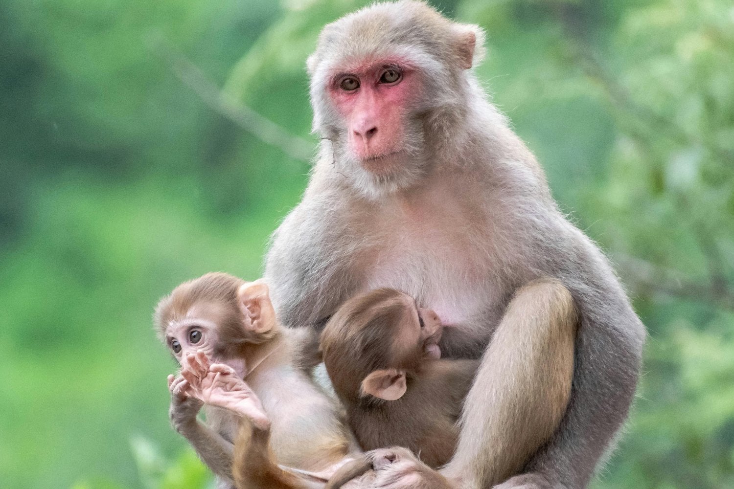 Cuando tener hijos no implica criarlos: el misterio biológico de la paternidad