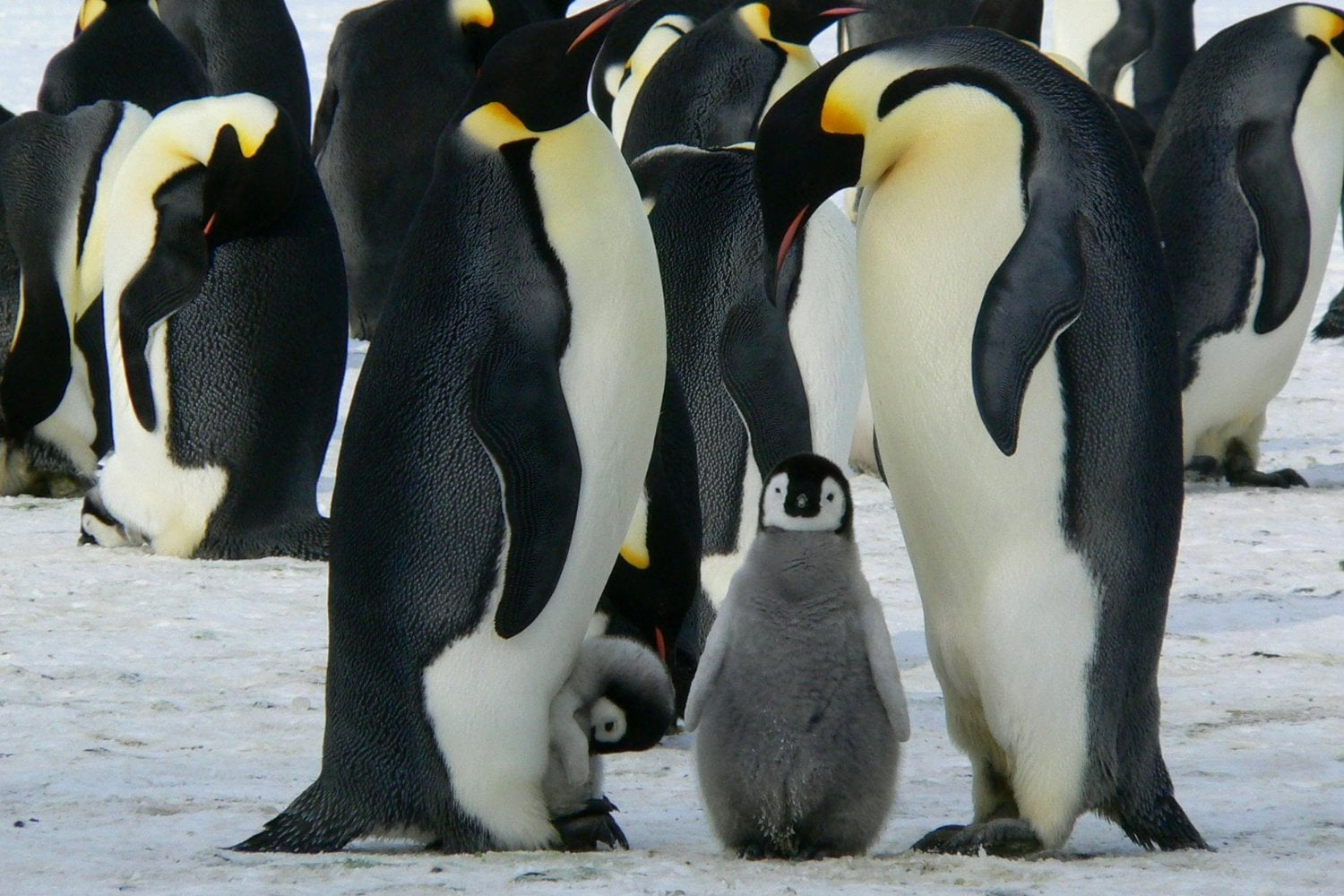 Cuando tener hijos no implica criarlos: el misterio biológico de la paternidad