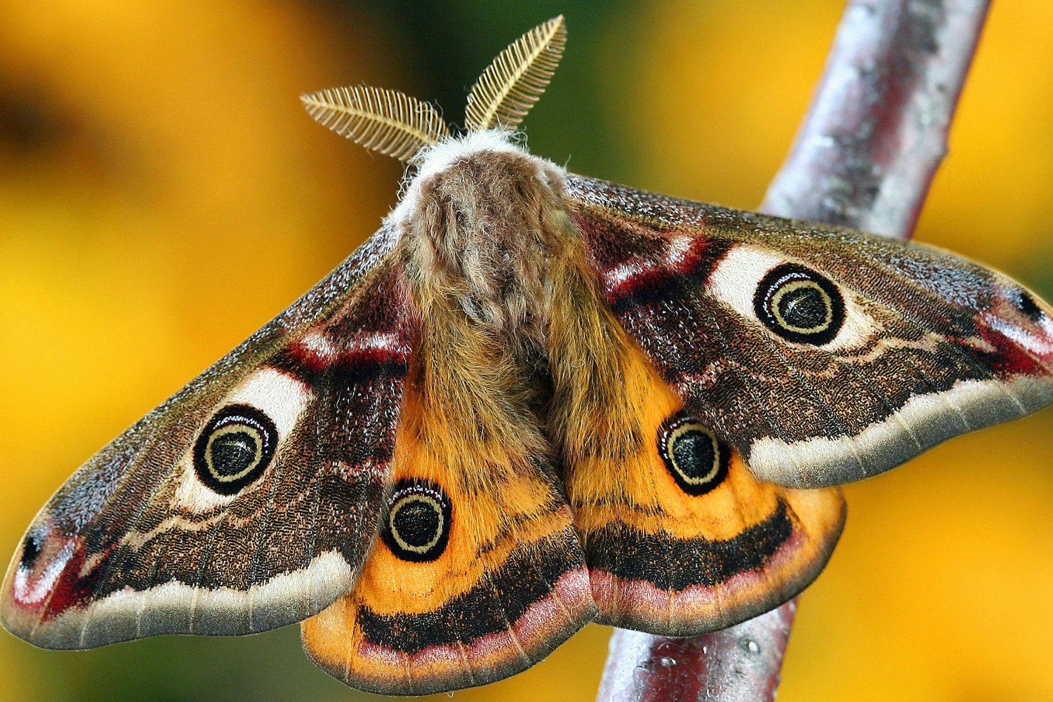 Los insectos están desapareciendo y el mundo lo está ignorando