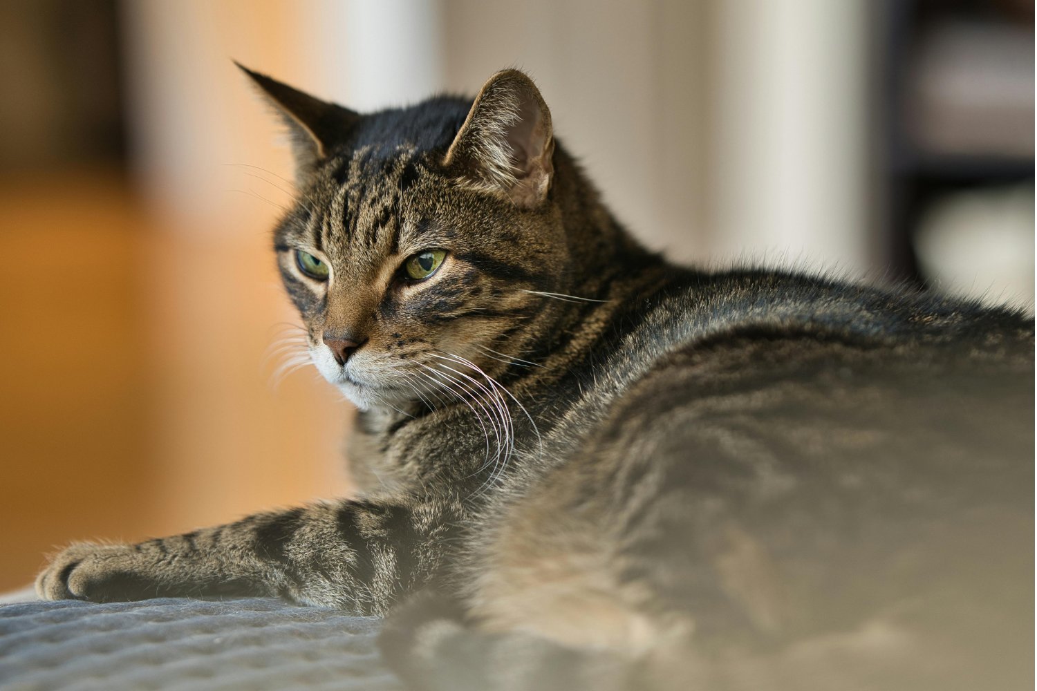 El detalle que muchos dueños ignoran y que marca el inicio del envejecimiento felino