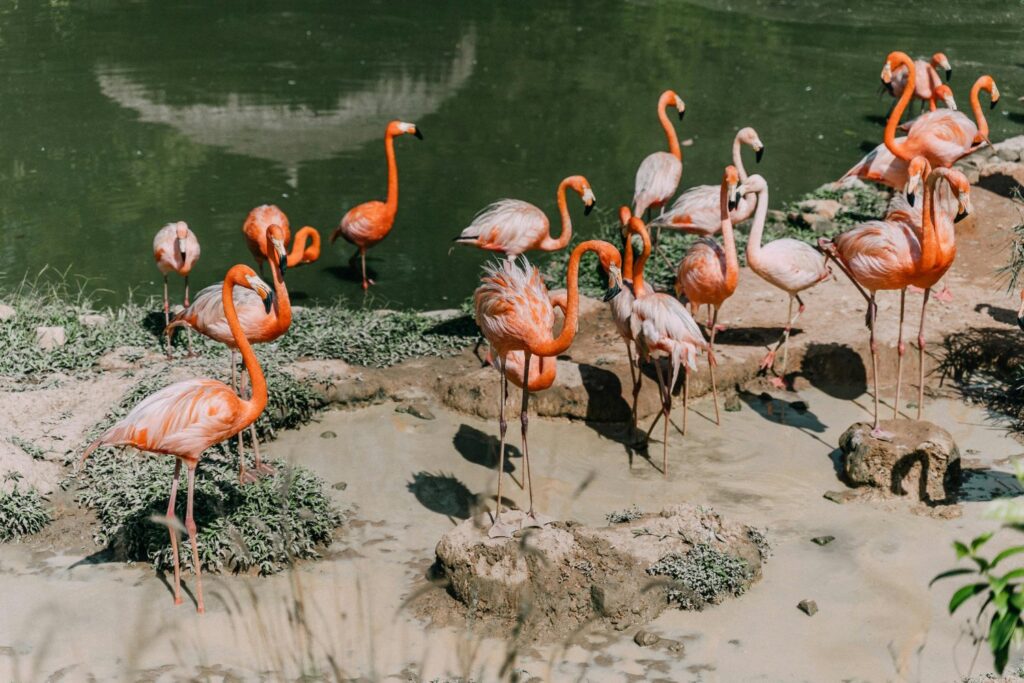 La extraña técnica de caza de los flamencos que desafía la lógica