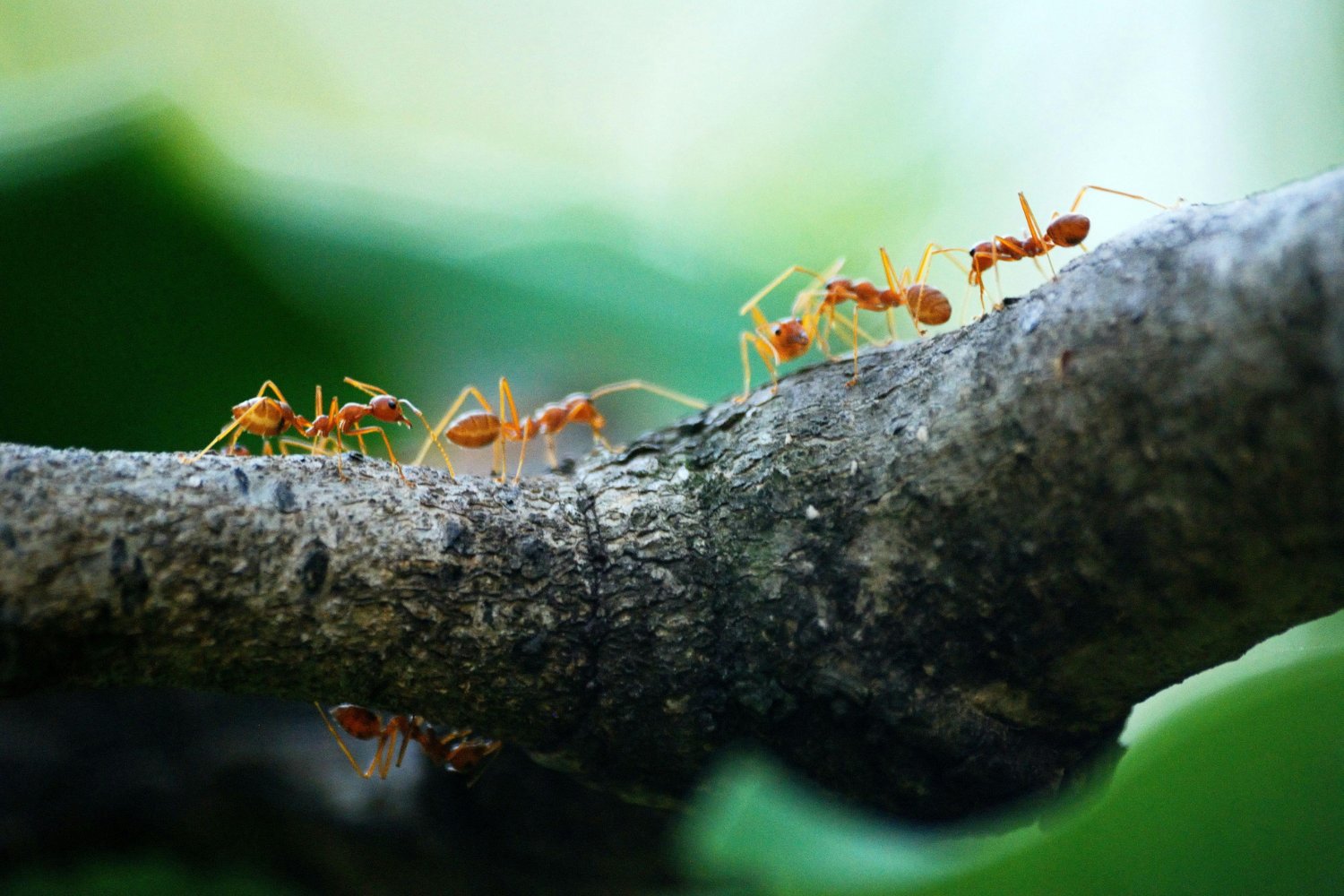 Los insectos están desapareciendo y el mundo lo está ignorando