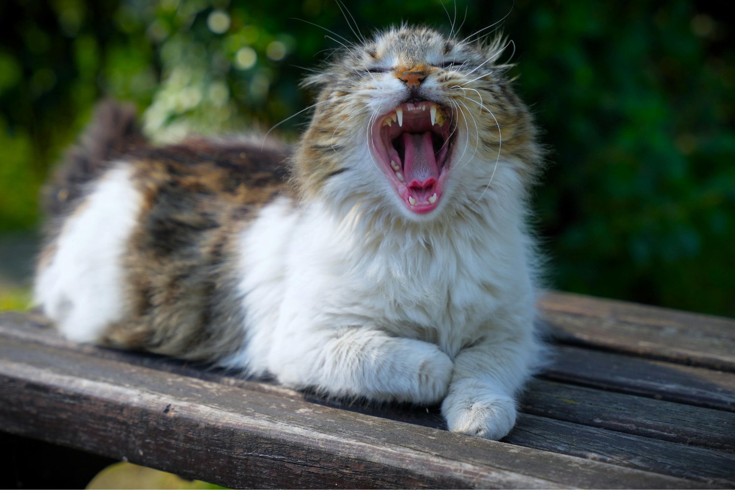 El detalle que muchos dueños ignoran y que marca el inicio del envejecimiento felino