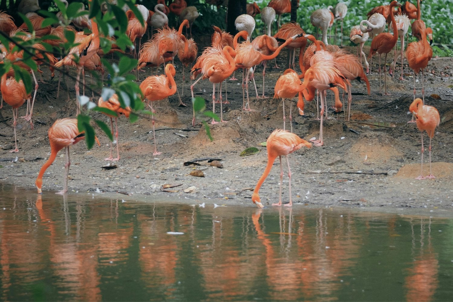 La extraña técnica de caza de los flamencos que desafía la lógica
