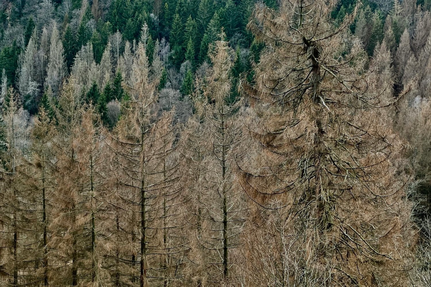 Un bosque que empezó a hablar