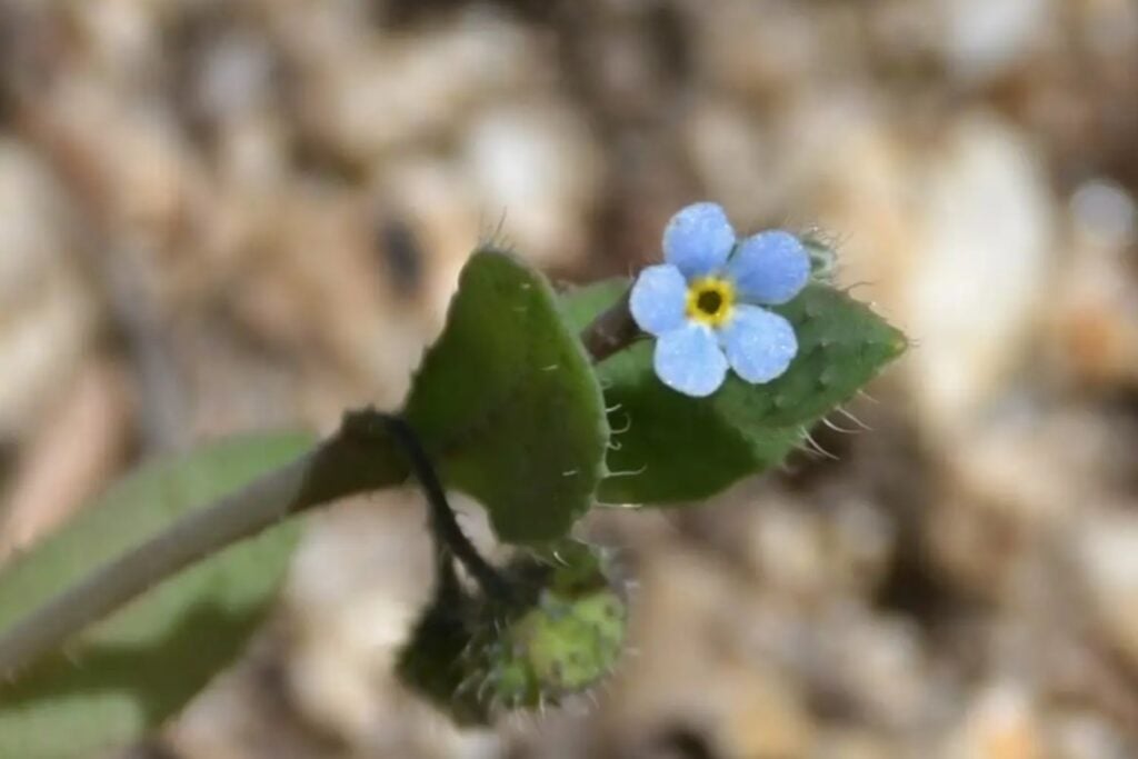 La criatura vegetal que nadie había visto en 40 años vuelve a sorprender en un rincón oculto de España