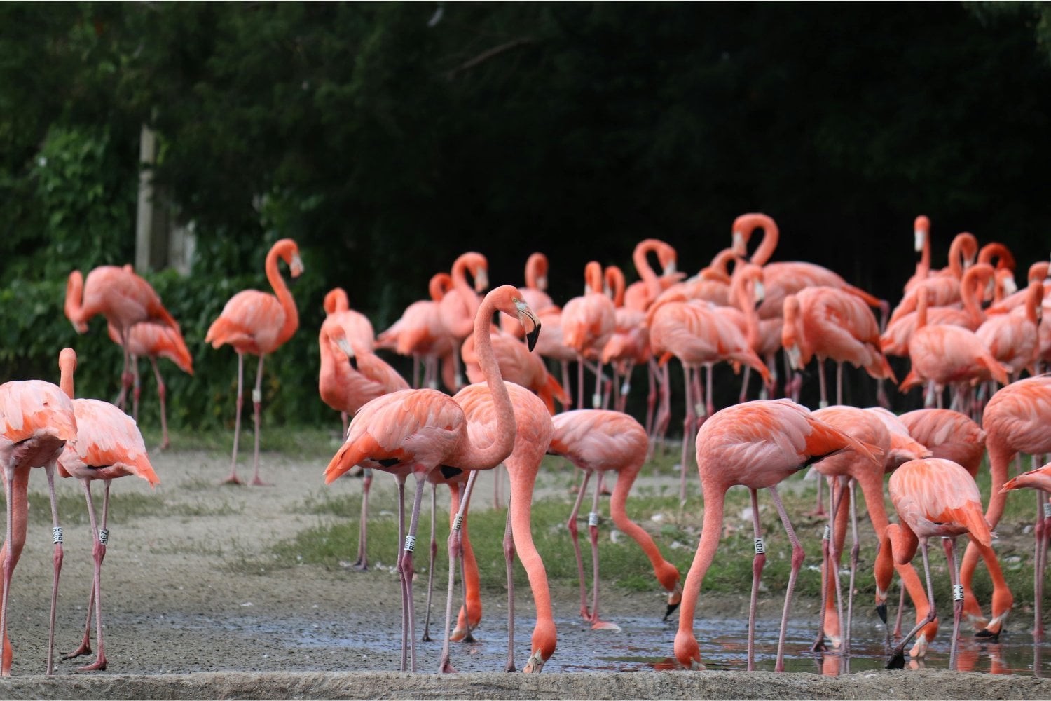 La extraña técnica de caza de los flamencos que desafía la lógica