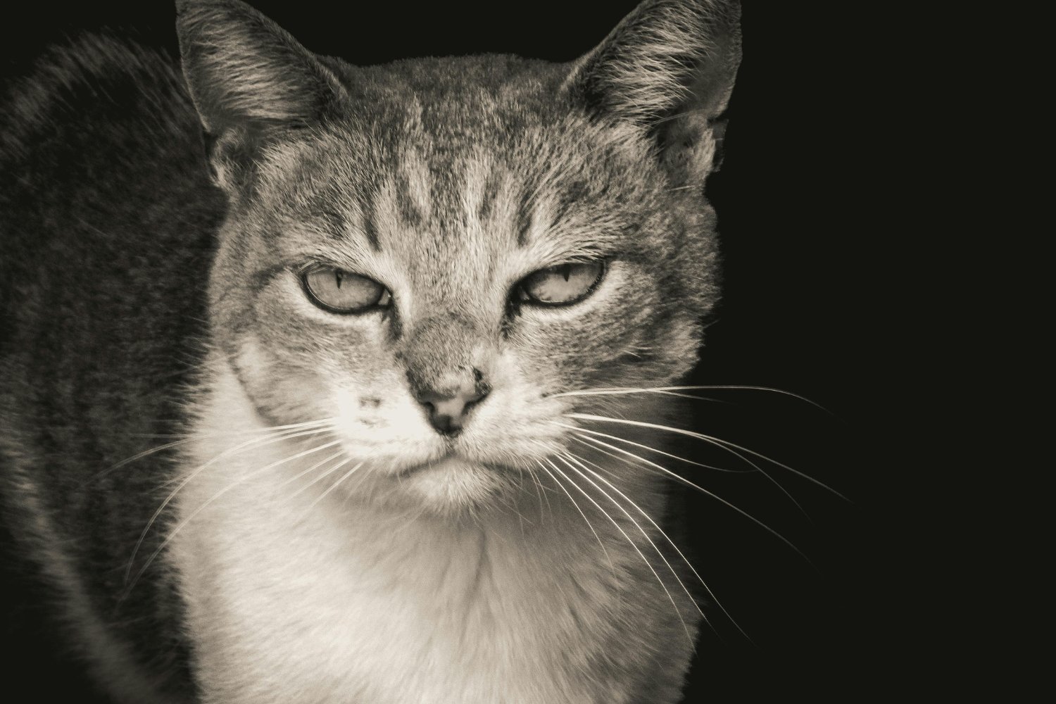 El detalle que muchos dueños ignoran y que marca el inicio del envejecimiento felino