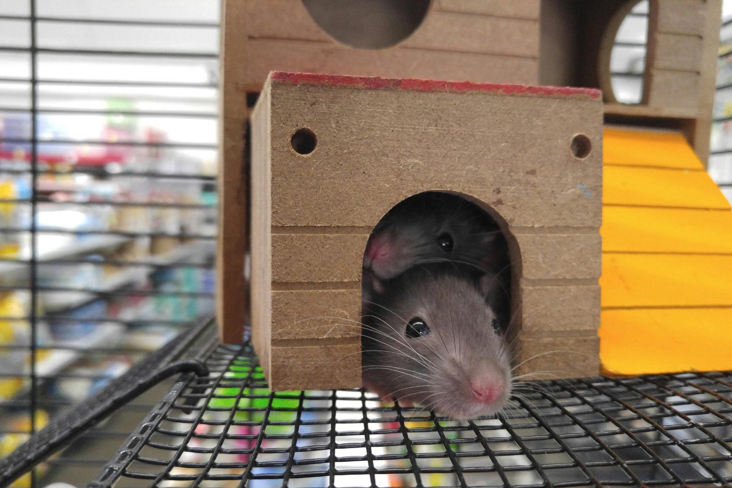 Lo que escuchan los bigotes: el misterioso poder sensorial oculto en los ratones