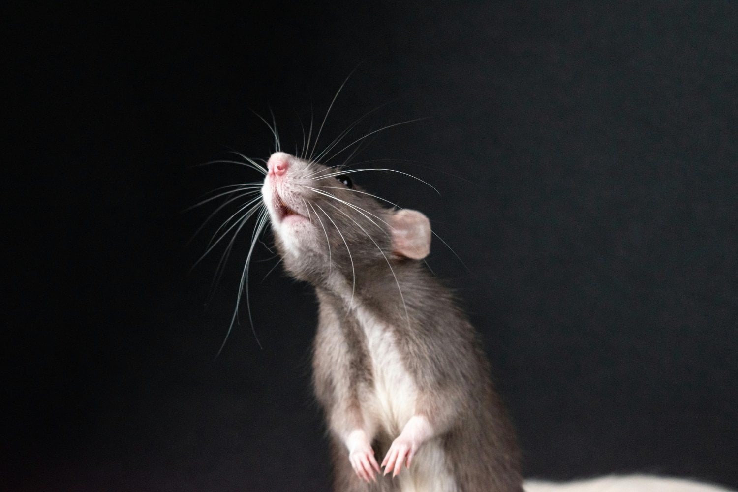 Lo que escuchan los bigotes: el misterioso poder sensorial oculto en los ratones