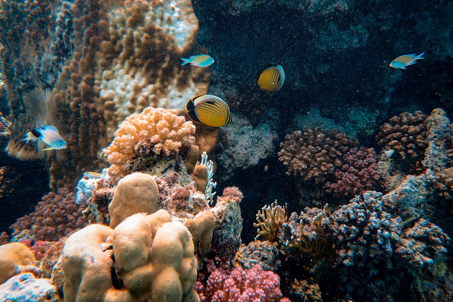 La belleza submarina que estamos perdiendo sin darnos cuenta