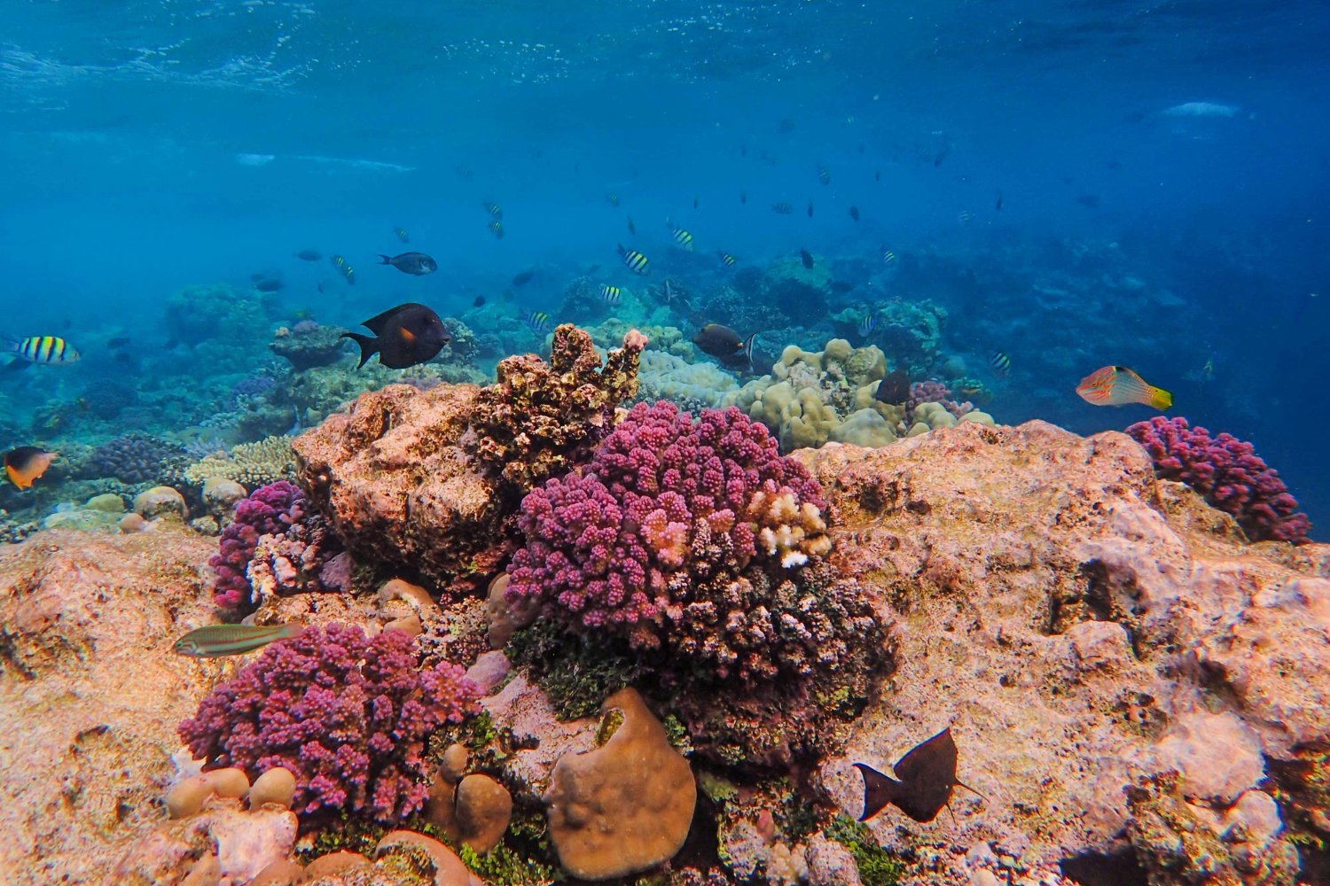 La belleza submarina que estamos perdiendo sin darnos cuenta