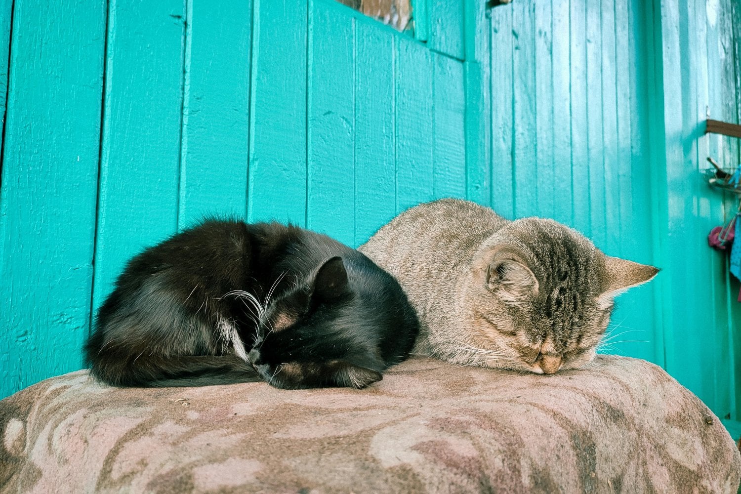 El ronroneo que sana: lo que la ciencia no te contó sobre los gatos y tu bienestar