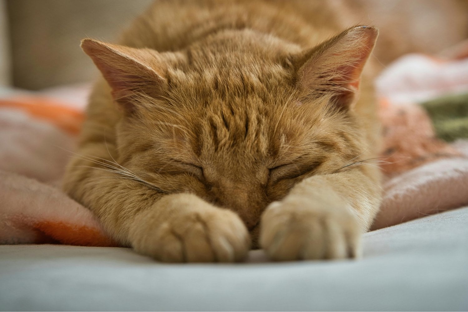 El ronroneo que sana: lo que la ciencia no te contó sobre los gatos y tu bienestar