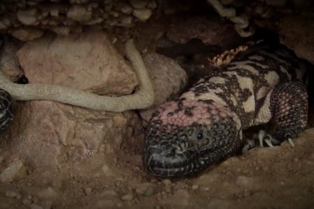 El secreto que se escondía bajo tierra: cómo un lagarto venenoso ayudó a crear un fármaco revolucionario