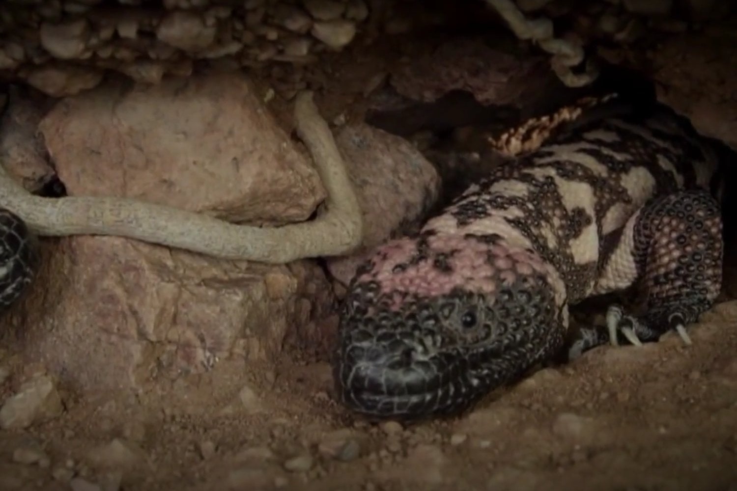 El secreto que se escondía bajo tierra: cómo un lagarto venenoso ayudó a crear un fármaco revolucionario