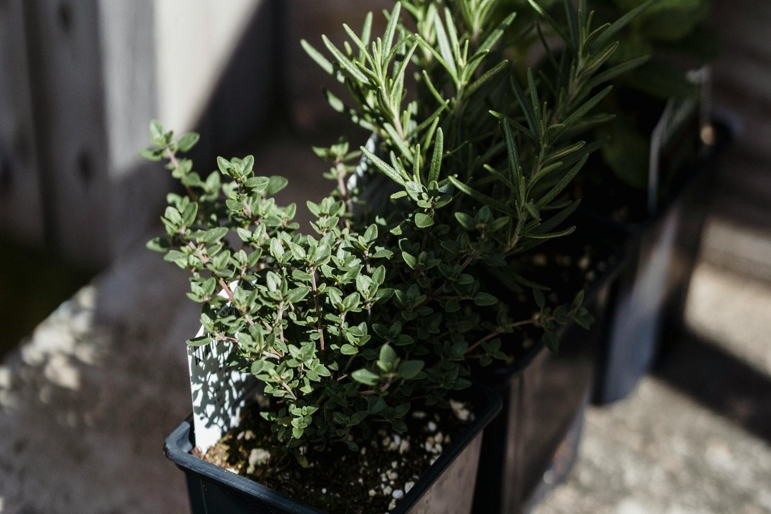 El secreto vegetal que embellece tu terraza, perfuma el ambiente y mantiene lejos a los mosquitos