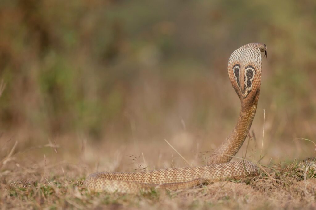 El hombre que desafió a la muerte con veneno: un experimento que podría cambiar la medicina