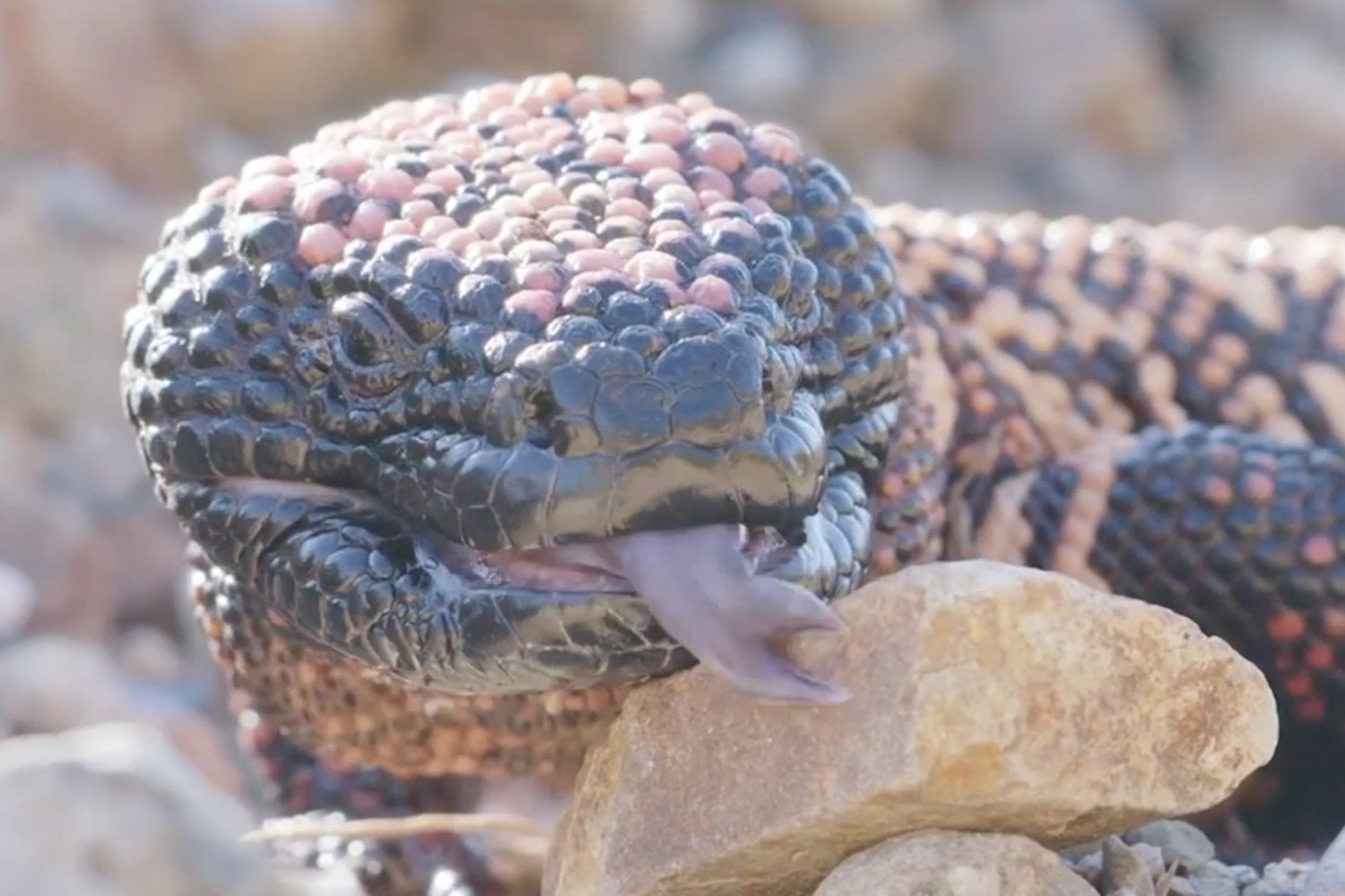 El secreto que se escondía bajo tierra: cómo un lagarto 