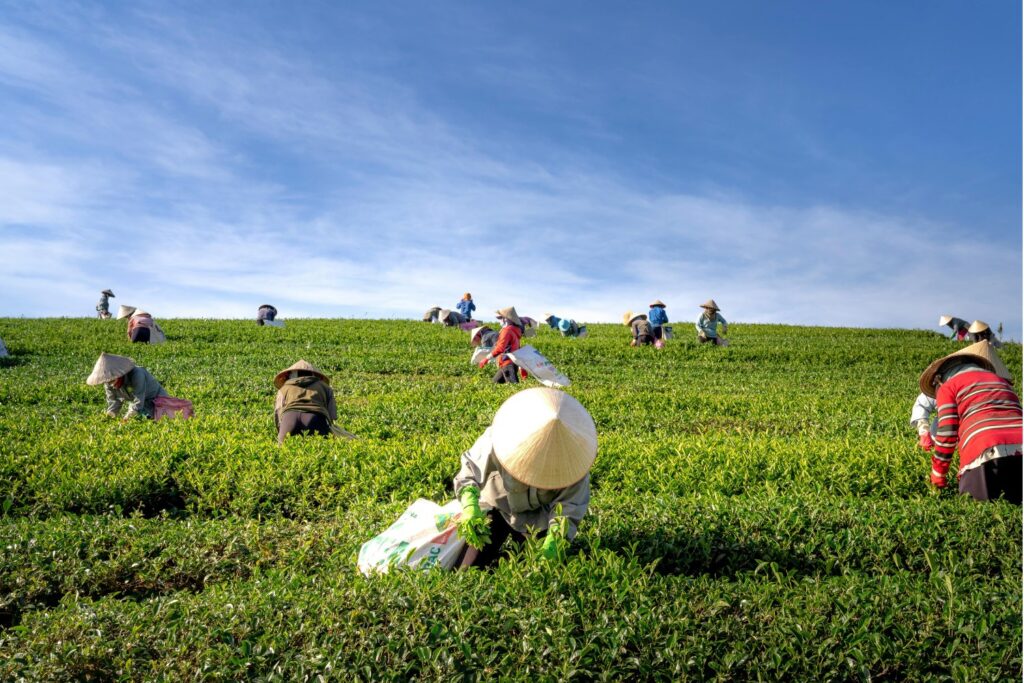 ¿De verdad ayuda la PAC? La sostenibilidad vista desde el surco