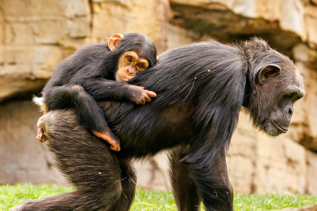 ¿Y si los chimpancés ya tuvieran su propio lenguaje secreto?