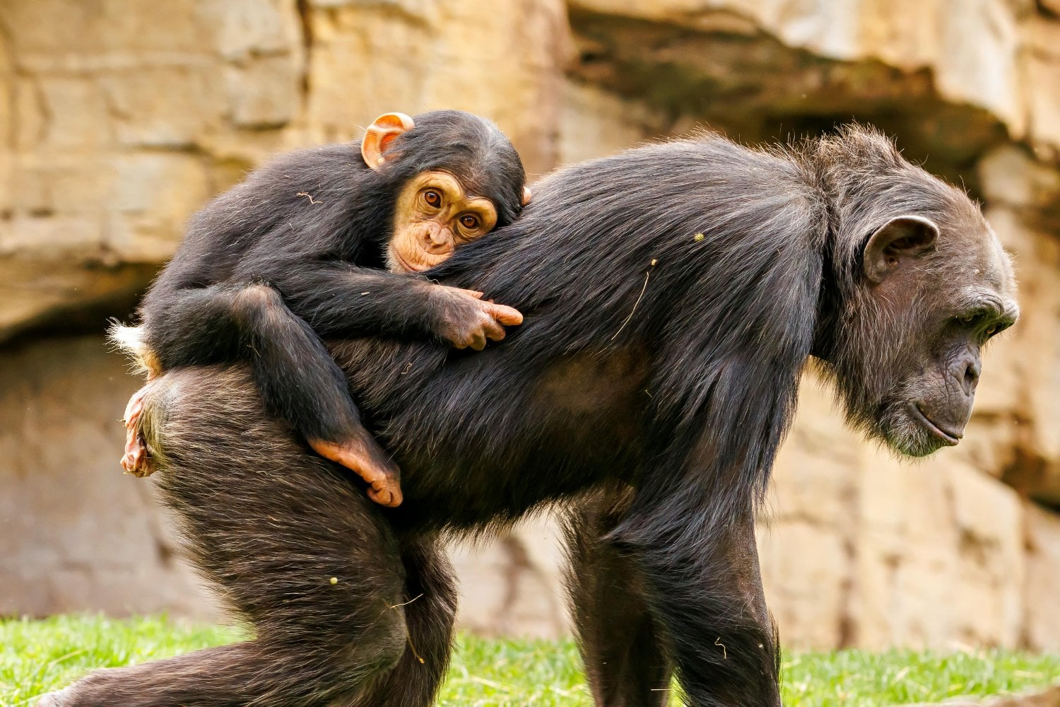 ¿Y si los chimpancés ya tuvieran su propio lenguaje secreto?