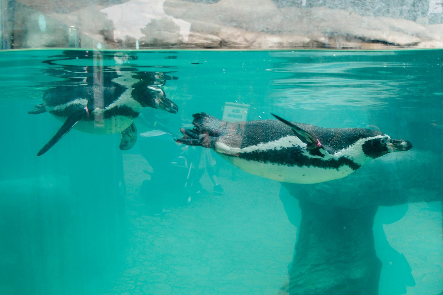 El enigma de las alas que no vuelan: el extraño caso de los pingüinos