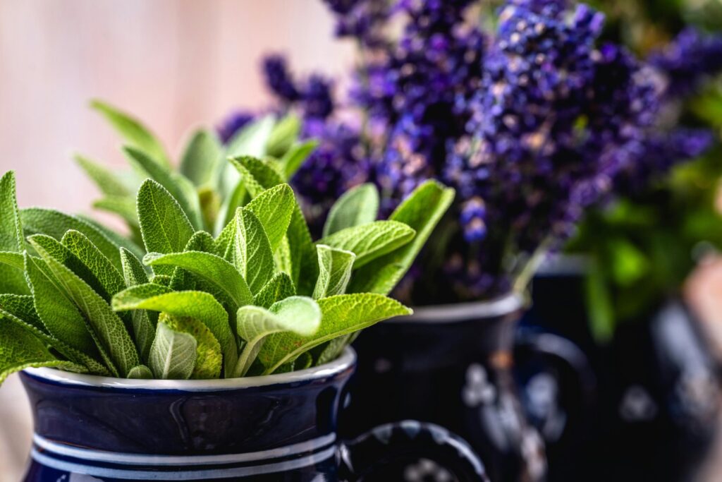 Las plantas que transforman tu jardín y lo protegen de visitas no deseadas