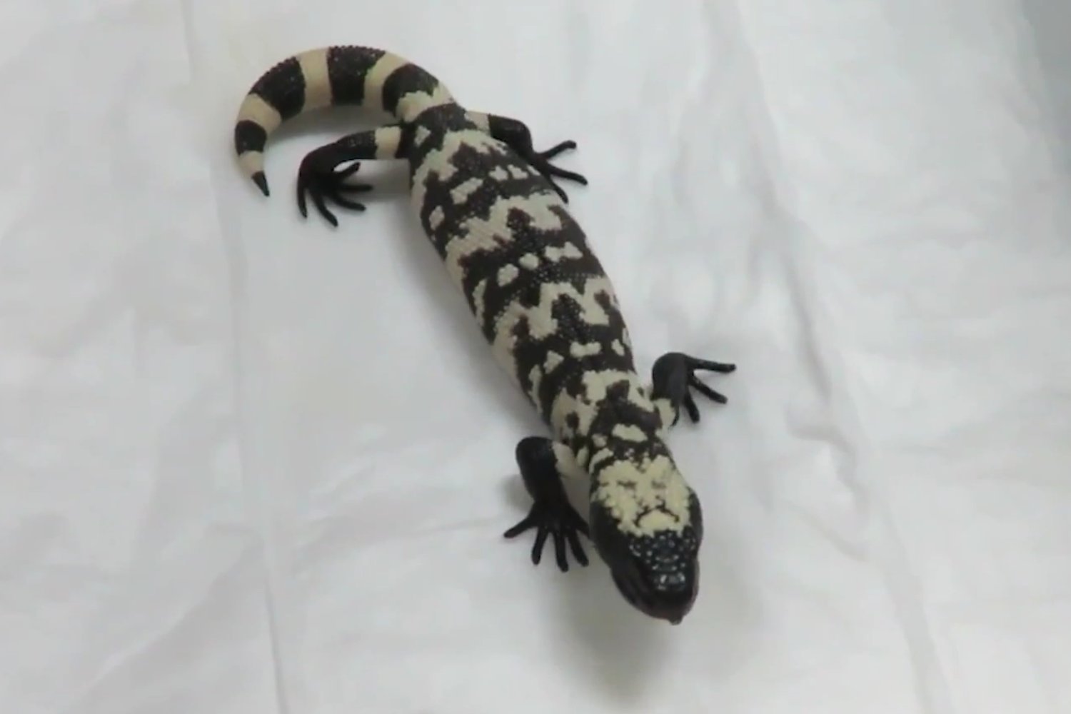 El secreto que se escondía bajo tierra: cómo un lagarto 