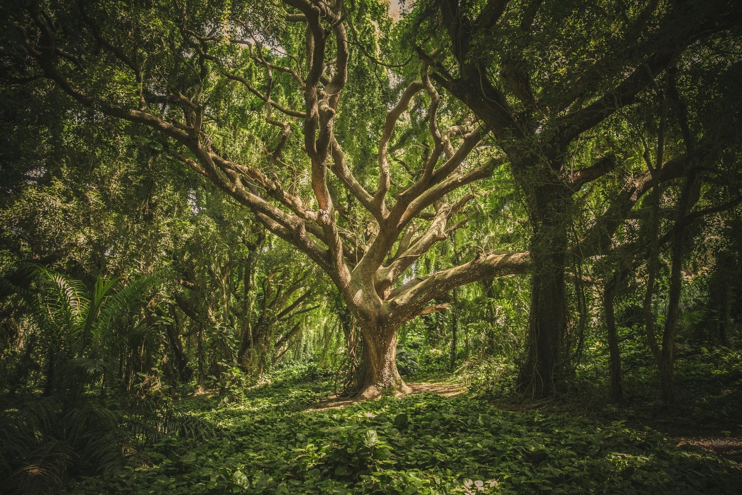 El futuro oculto de los bosques: lo que los árboles raros y dominantes nos revelan sobre el clima
