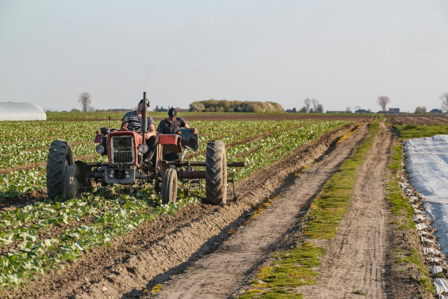 ¿De verdad ayuda la PAC? La sostenibilidad vista desde el surco