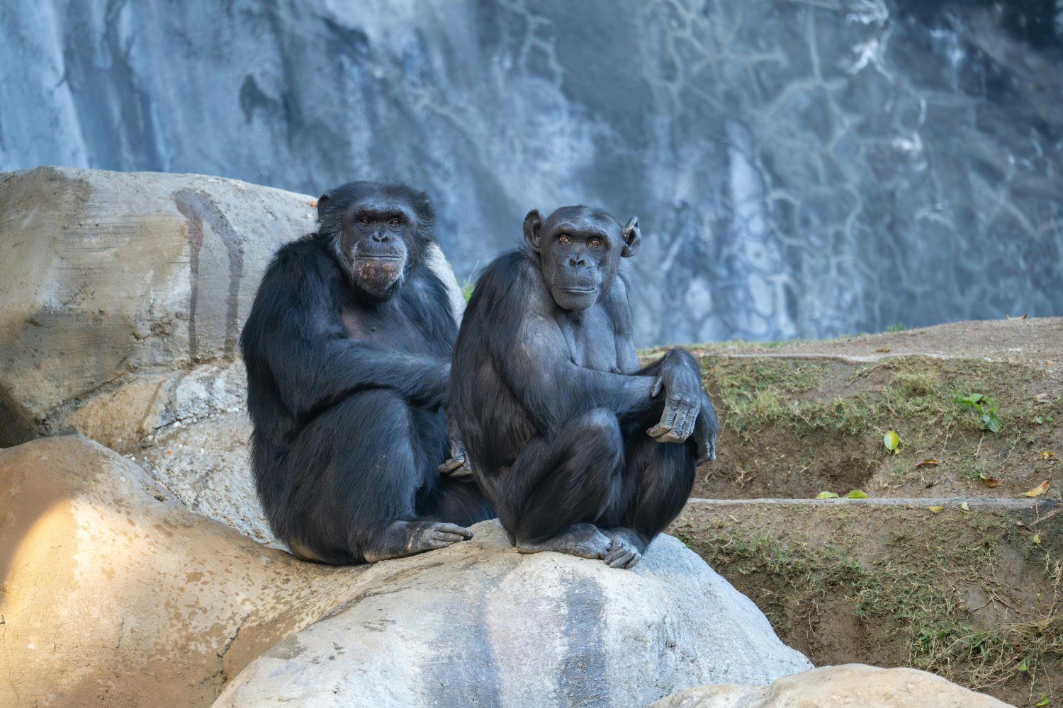 ¿Y si los chimpancés ya tuvieran su propio lenguaje secreto?