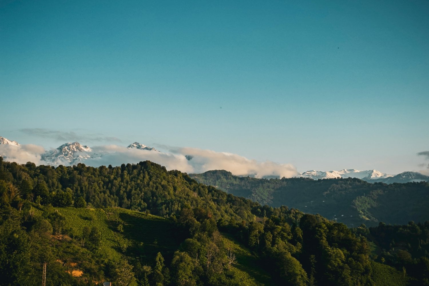 El futuro oculto de los bosques: lo que los árboles raros y dominantes nos revelan sobre el clima