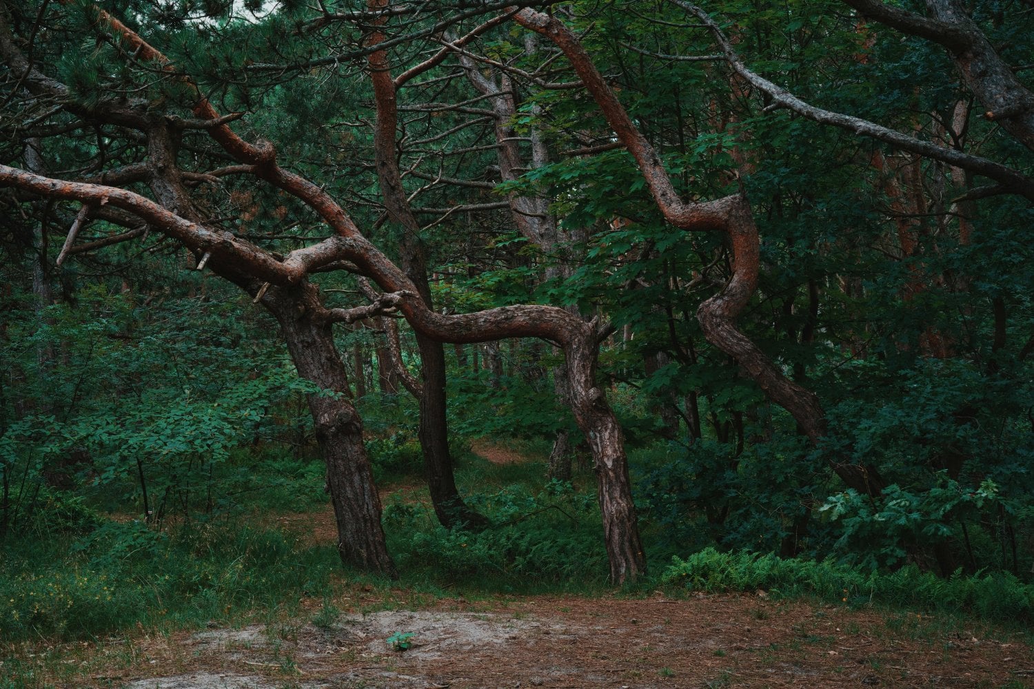 El futuro oculto de los bosques: lo que los árboles raros y dominantes nos revelan sobre el clima