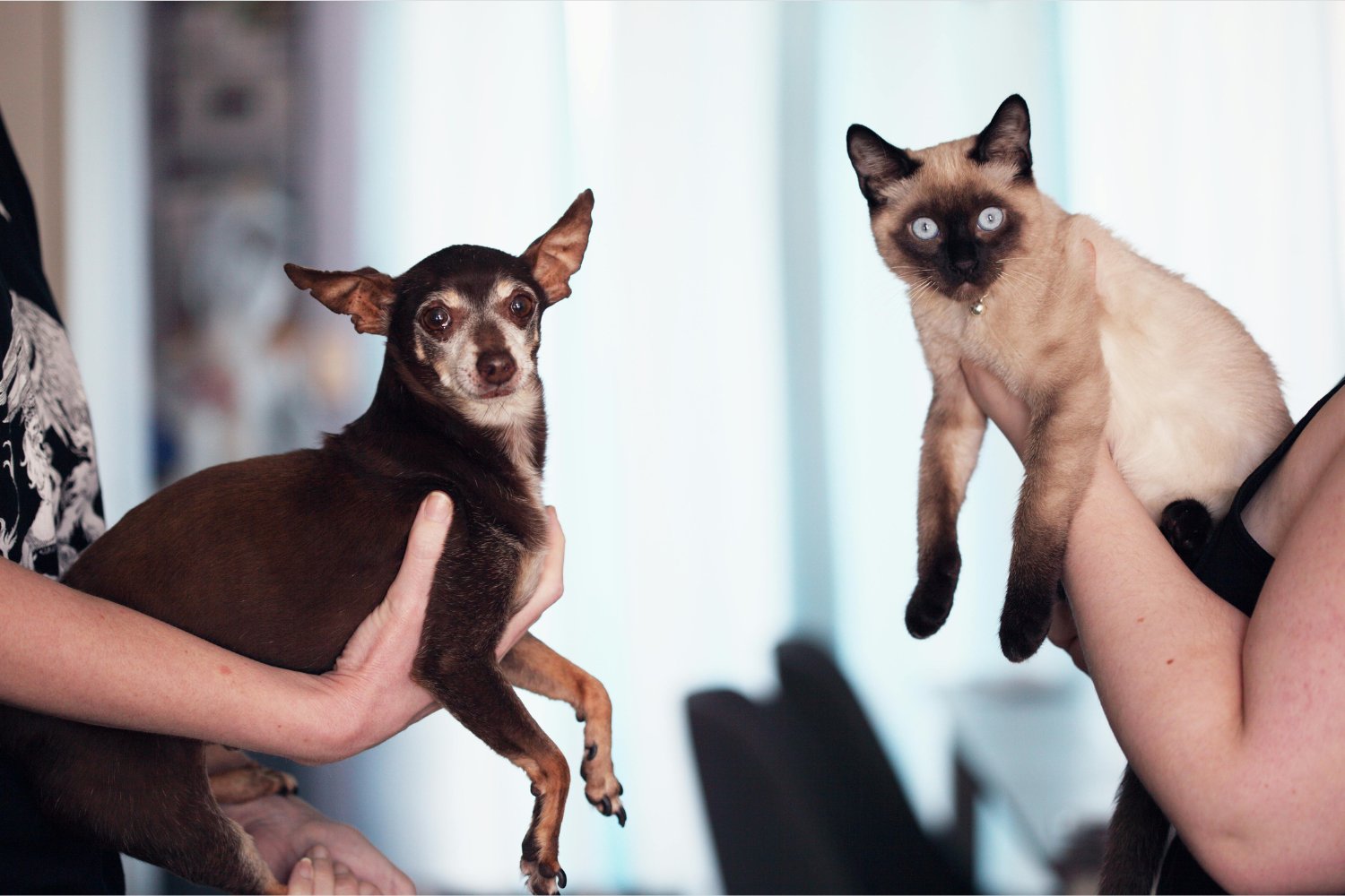 Por qué tus mascotas se parecen más de lo que crees (y no es casualidad)