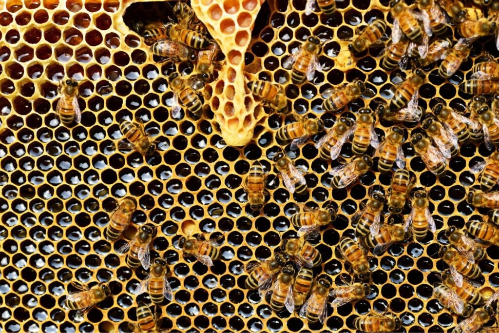 No todas las abejas hacen lo mismo: una comparación que te va a sorprender