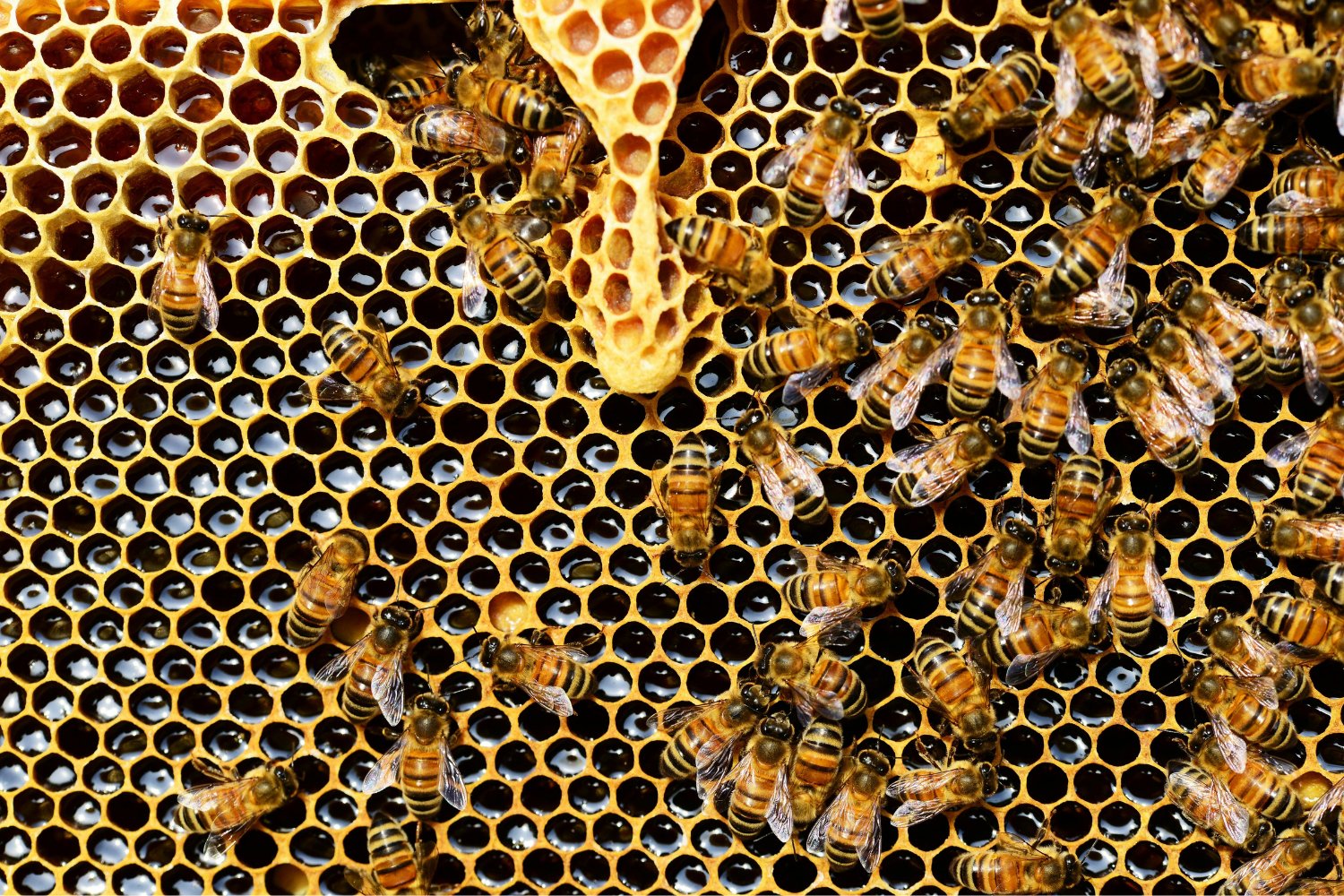 No todas las abejas hacen lo mismo: una comparación que te va a sorprender