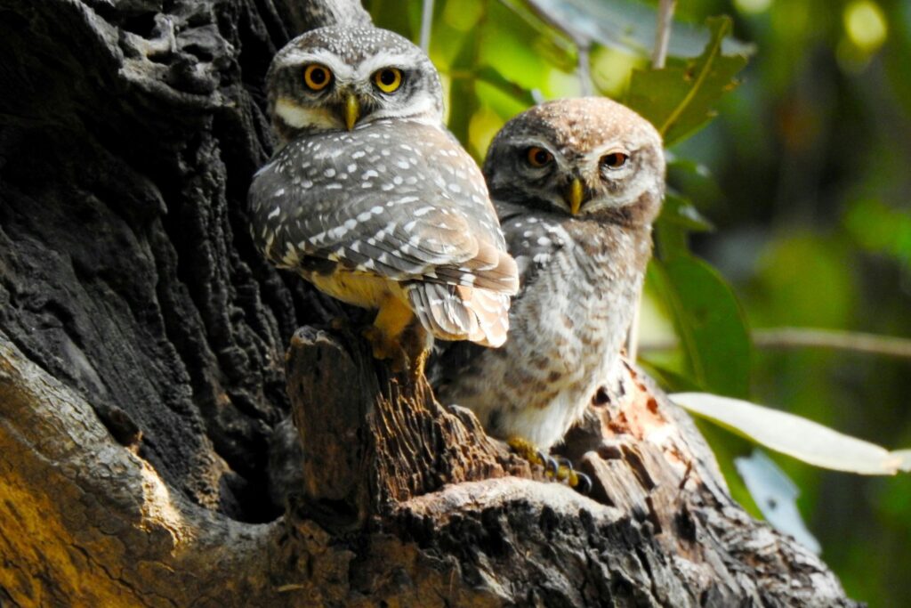 Los inesperados enemigos del escorpión: quiénes logran enfrentarlo sin miedo