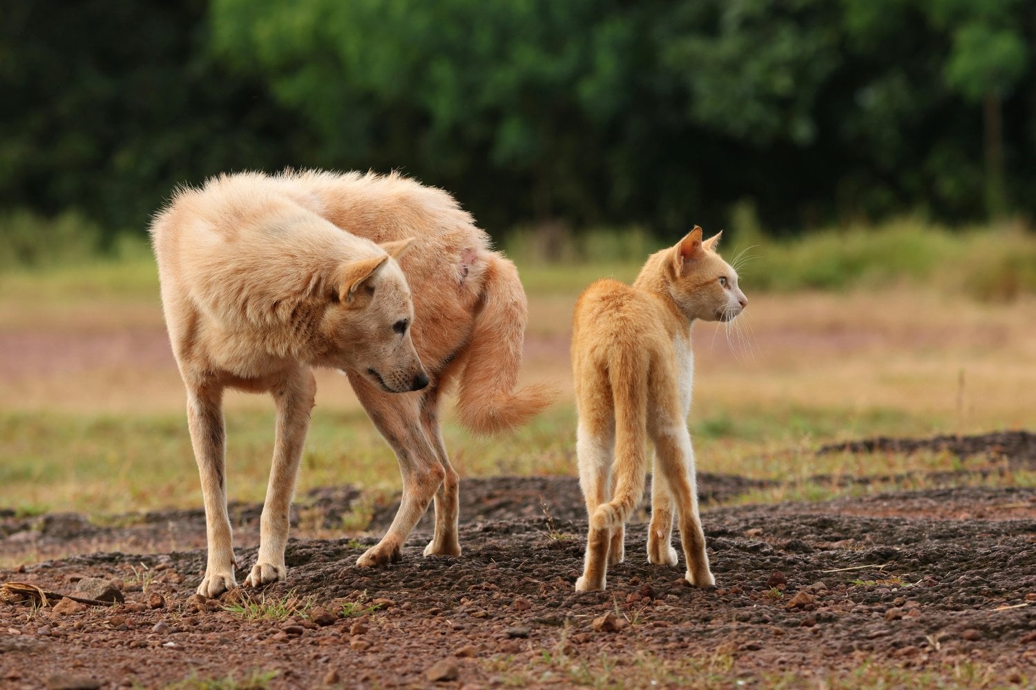 Por qué tus mascotas se parecen más de lo que crees (y no es casualidad)