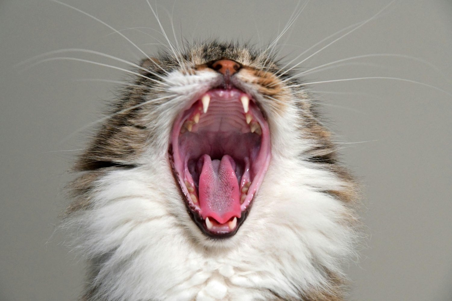 ¿Tu gato oculta un problema silencioso? Lo que su boca podría estar revelando sobre su salud