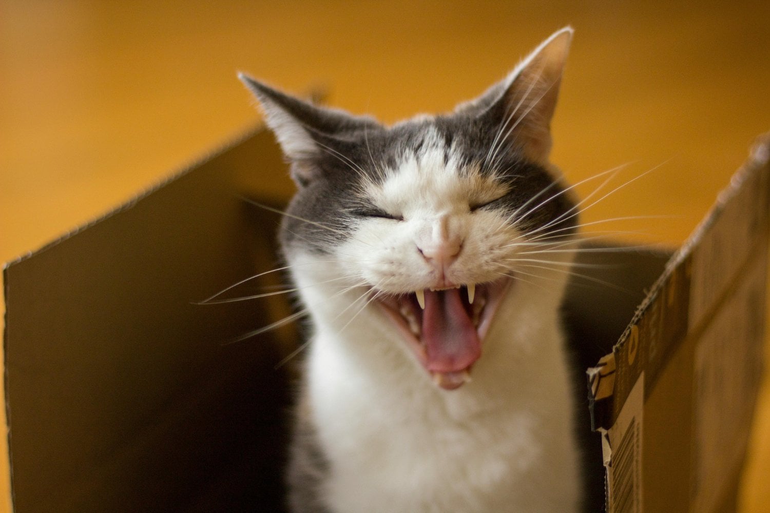 ¿Tu gato oculta un problema silencioso? Lo que su boca podría estar revelando sobre su salud