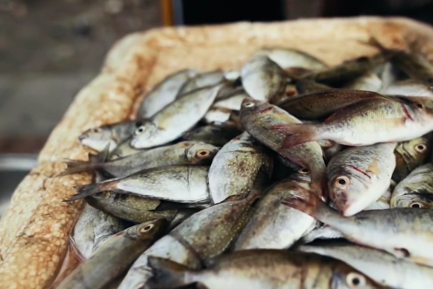 Así se reinventa la acuicultura en España: tecnología invisible, tradición viva y peces más felices