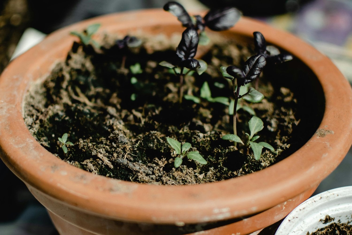 Lo que tus plantas intentan decirte (y podrías estar ignorando)